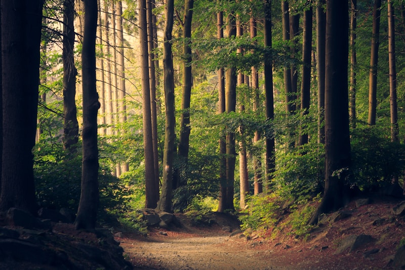 Dense forest and trail for walking safari